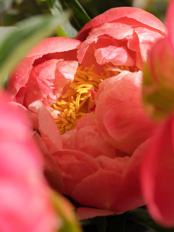 Pura Peony Blush