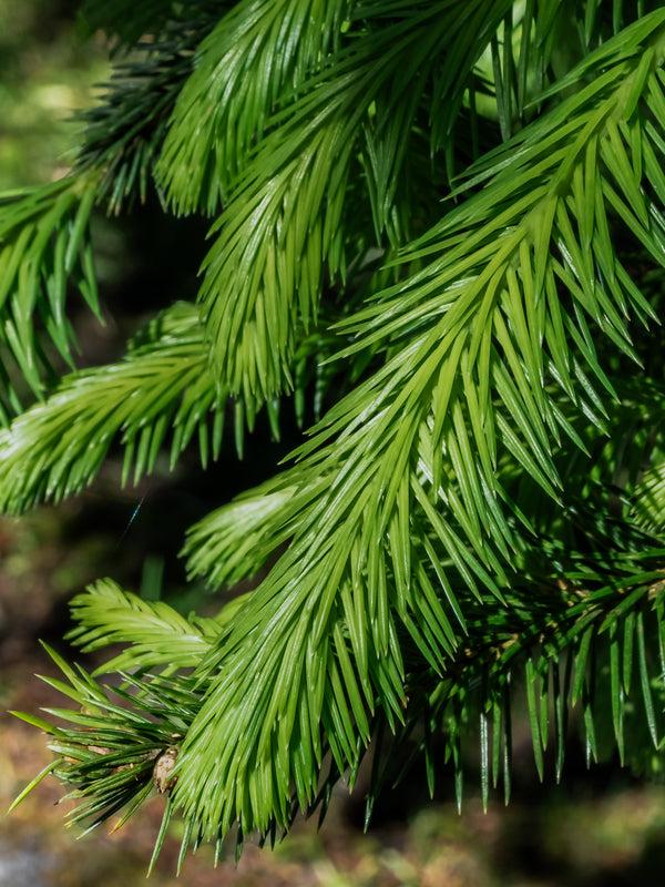 Pura Plum & Fir Balsam