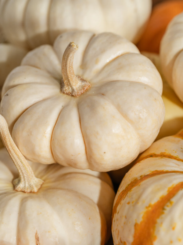 Pura Pumpkin Macchiato