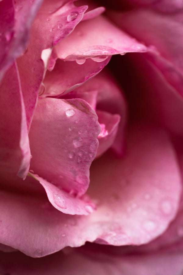 Pura Rose Noir & Oud