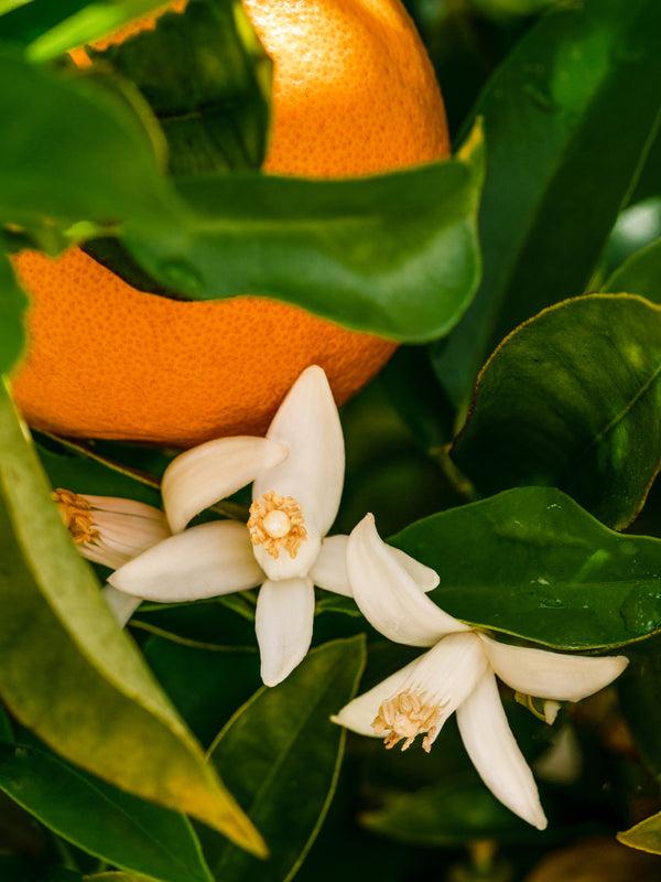 Pura Signature Citrus