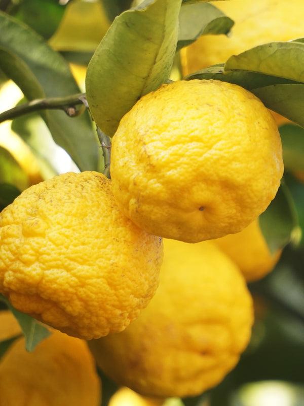 Pura Sunlit Yuzu & Neroli