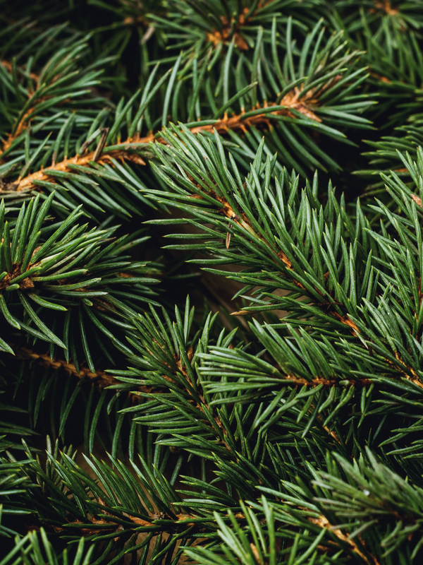 Pura Swiss Pine & Eucalyptus