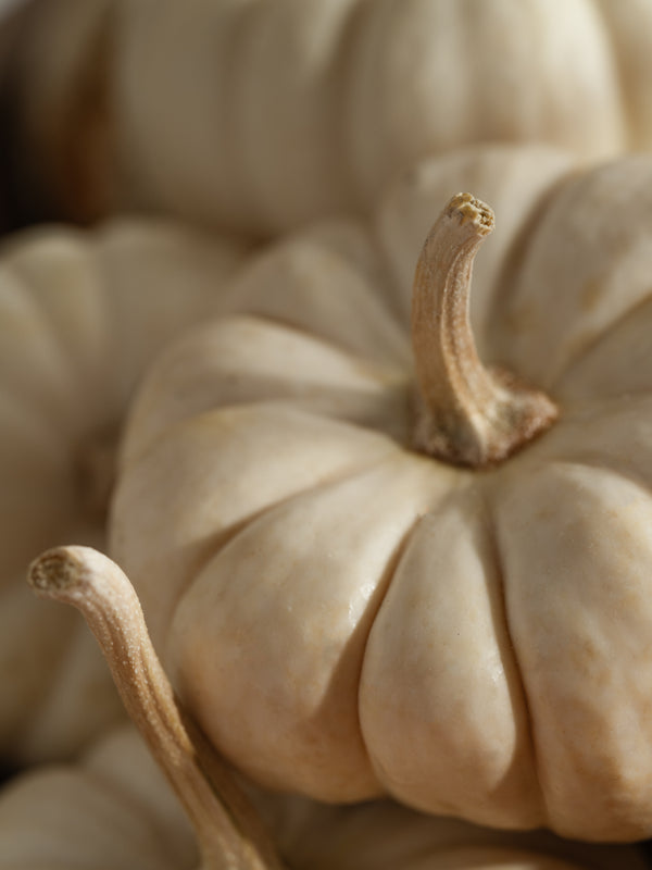 Pura White Pumpkin