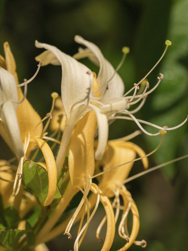 Pura Wild Honeysuckle