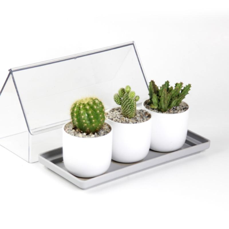 Qualy Micro Greenhouse