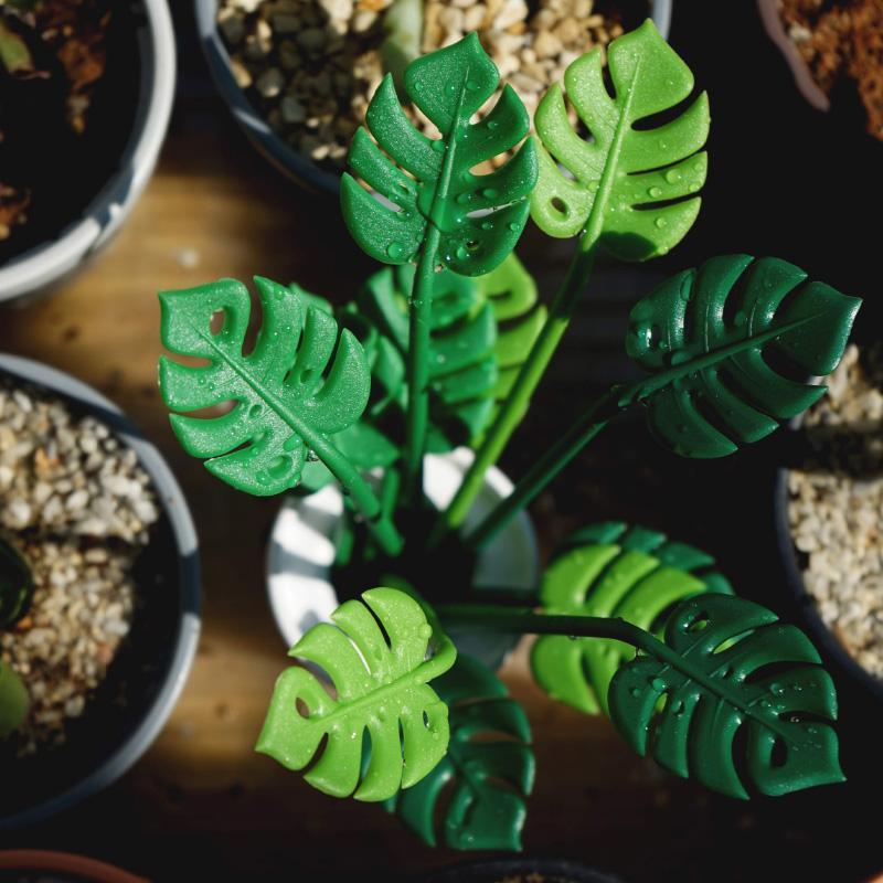 Qualy Tropical Party