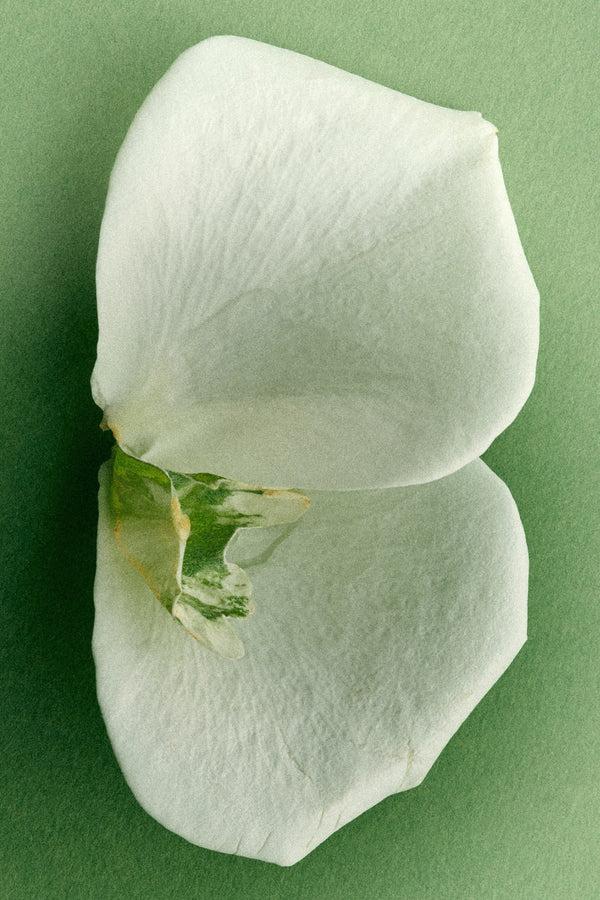 Rabens Saloner Eau De Parfume Racyne I Garden Song