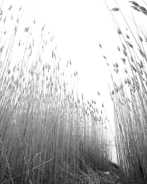 Rag & Bone CYPRESS 50ML