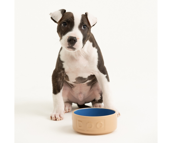 Rayware Cane & Blue Lettered Dog Bowl 13cm