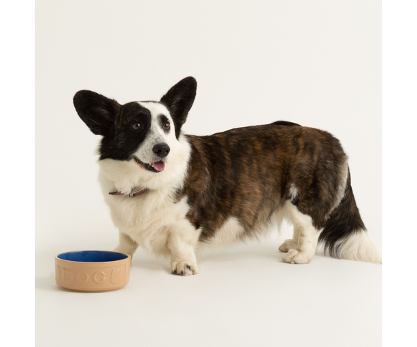 Rayware Cane & Blue Lettered Dog Bowl 15cm