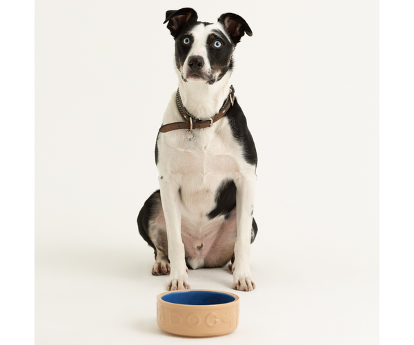 Rayware Cane & Blue Lettered Dog Bowl 18cm