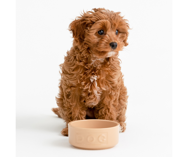 Rayware Cane Lettered Dog Bowl 13cm