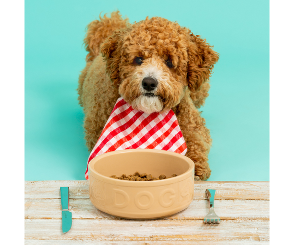 Rayware Cane Lettered Dog Bowl 15cm