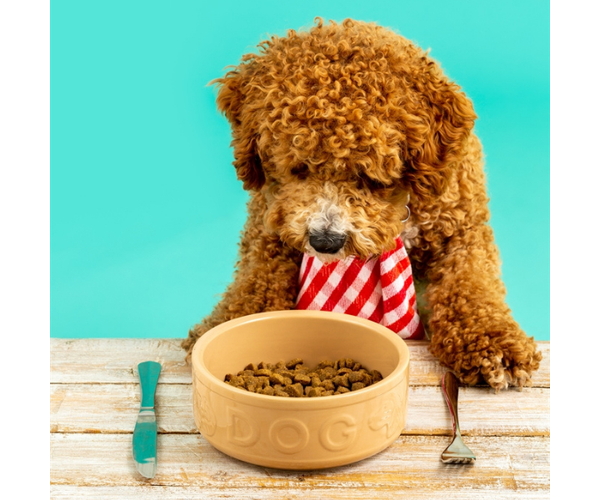 Rayware Cane Lettered Dog Bowl 15cm