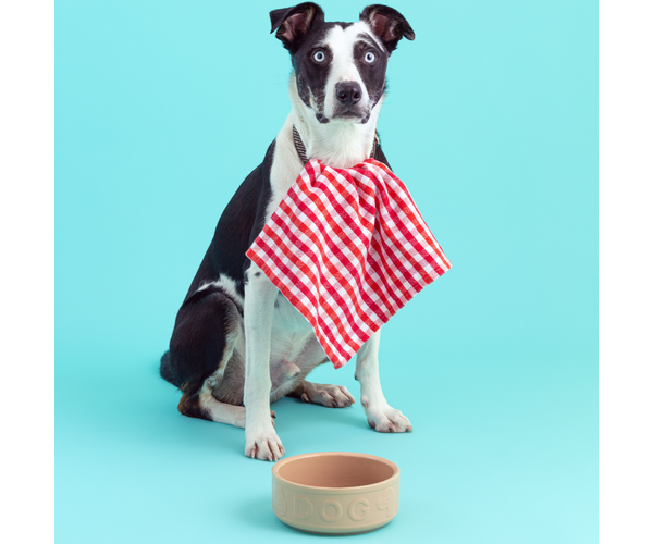 Rayware Cane Lettered Dog Bowl 18cm