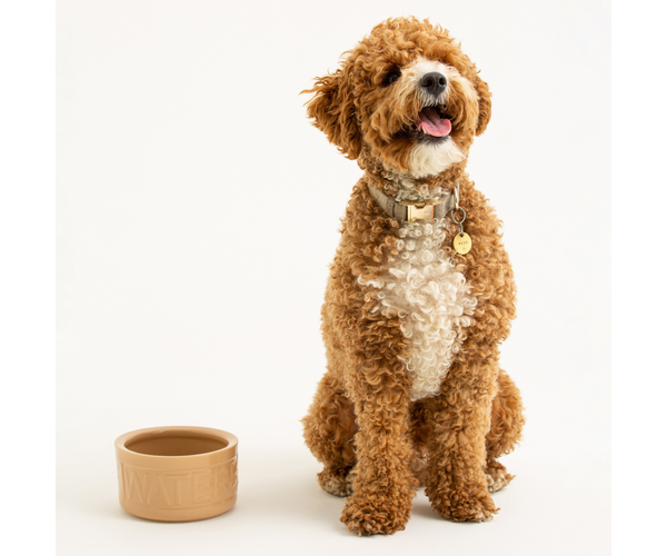 Rayware Cane Lettered Dog Water Bowl 15cm