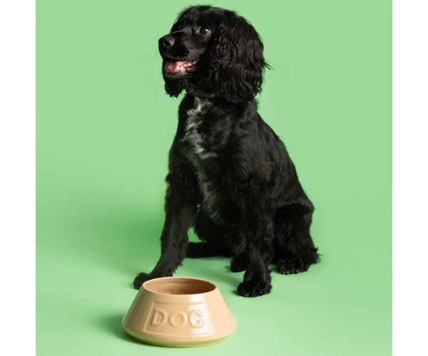 Rayware Cane Non Tip Lettered Dog Bowl 21cm