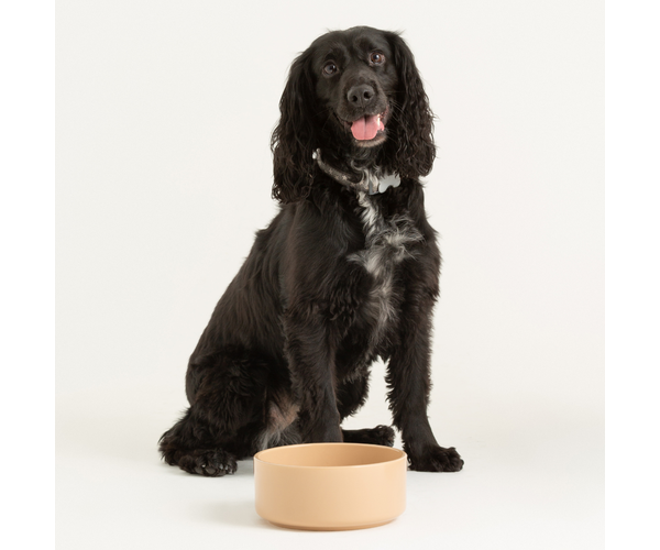 Rayware Cane Pet Bowl 15cm