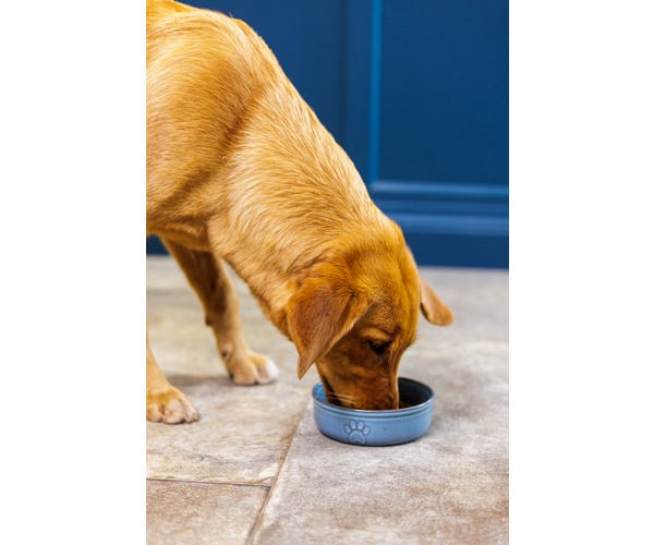 Rayware Reactive Paw 15x5cm Bowl