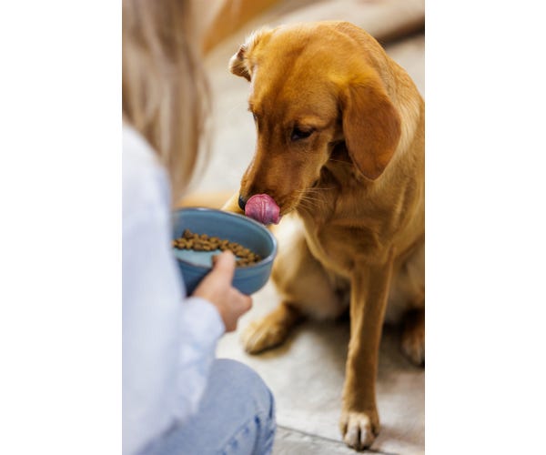 rayware Reactive Paw 15x5cm Bowl