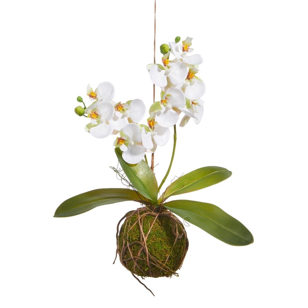 RAZ Imports 15" Real Touch White Orchid with Moss Ball