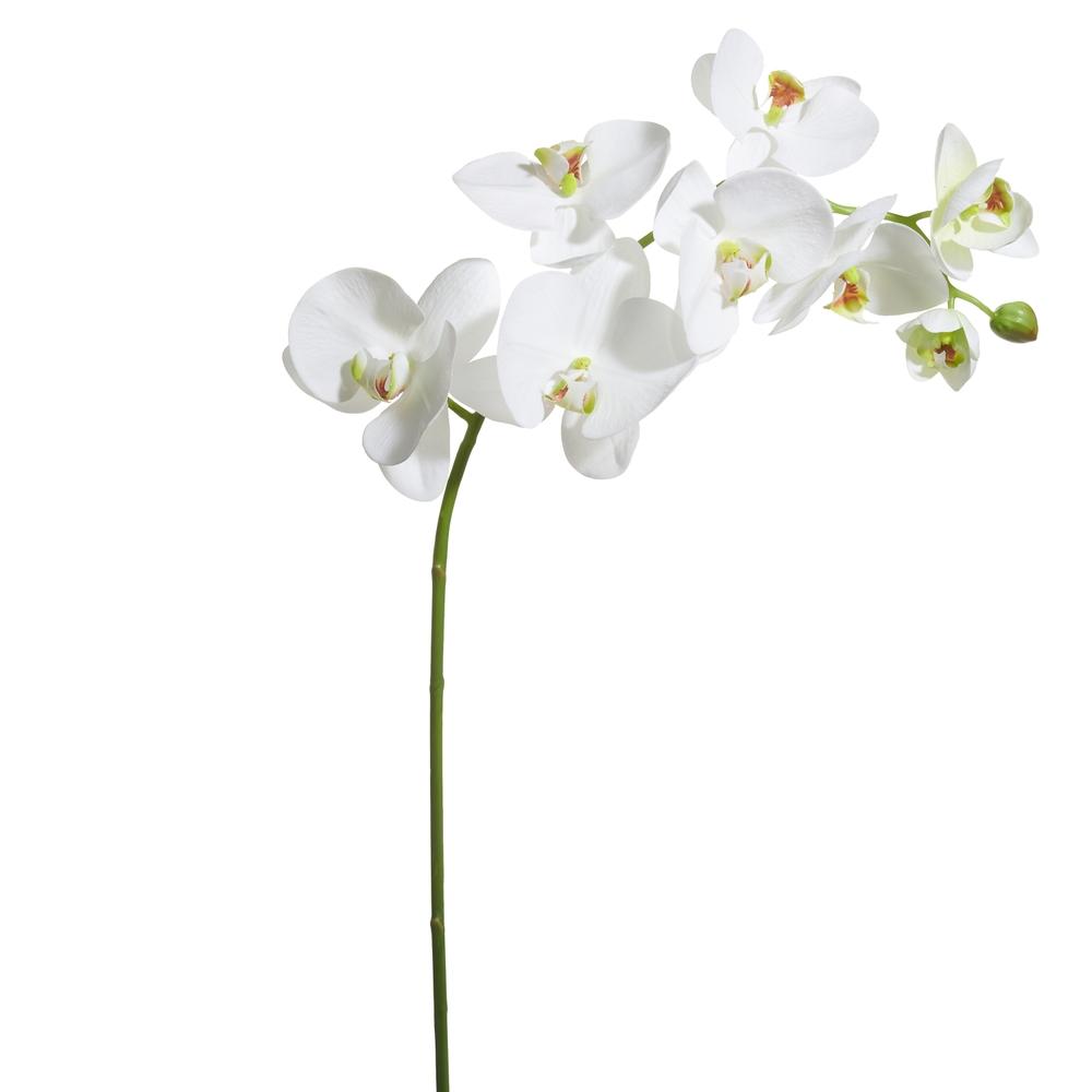 RAZ Imports 33.5" Real Touch White Phalaenopsis Stem