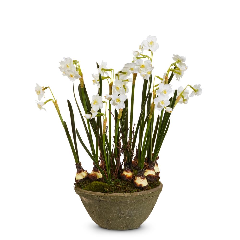 RAZ Imports 15" Potted Paperwhites