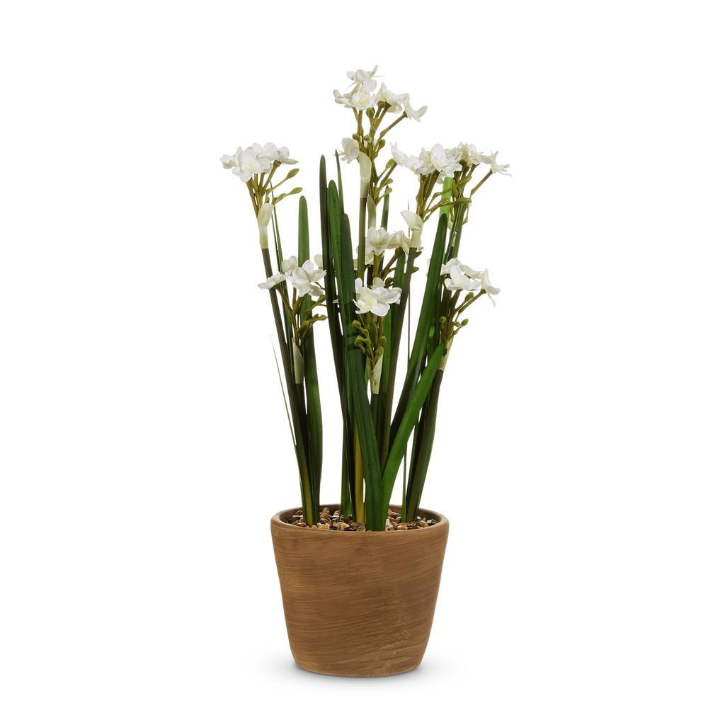 RAZ Imports 20" Potted Paperwhites