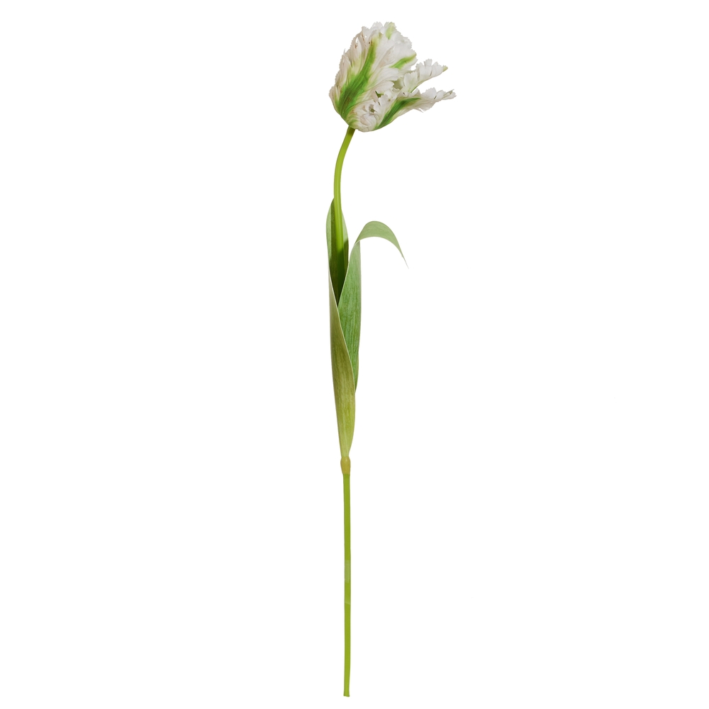 RAZ Imports 27" Real Touch White Parrot Tulip Stem