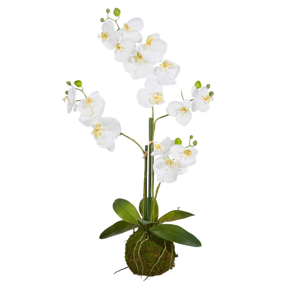 RAZ Imports 31" White Orchid with Moss Ball