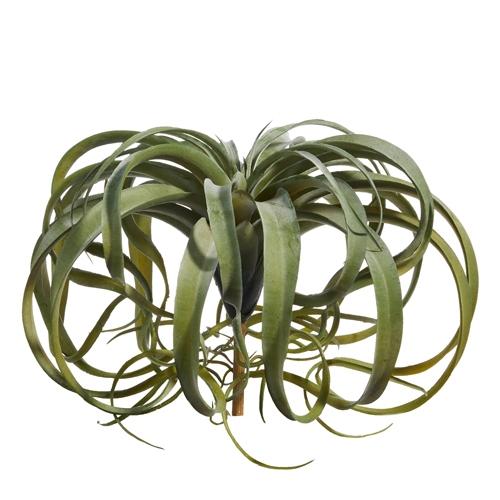 RAZ Imports *SB* 12" Air Plant Bush