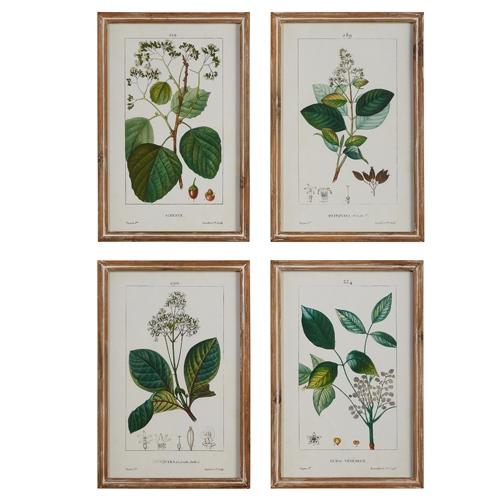 RAZ Imports *SB* 15" Botanical Framed Wall Art