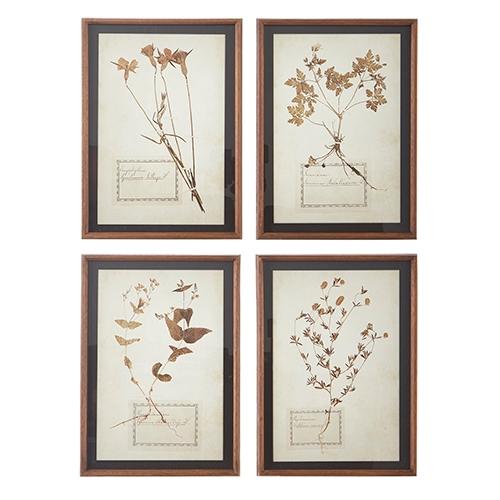 RAZ Imports *SB* 17.5" Botanical Framed Print