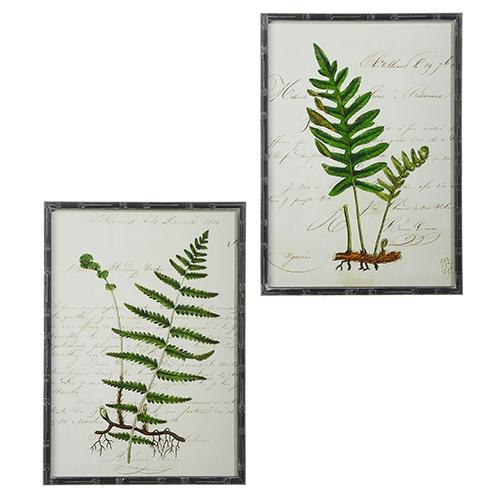 RAZ Imports *SB* 27.5" Botanical Fern Framed Print