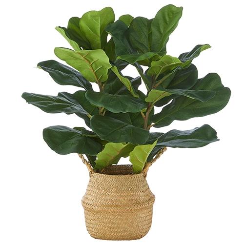 RAZ Imports *SB* 28" Fiddle Leaf Fig Plant in Basket