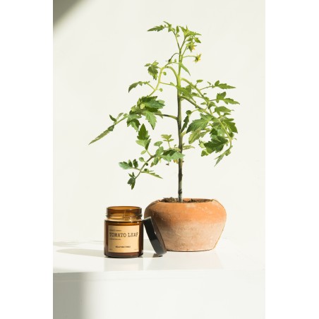 Really Nice Things Tomato Leaf & Oregano Candle Set