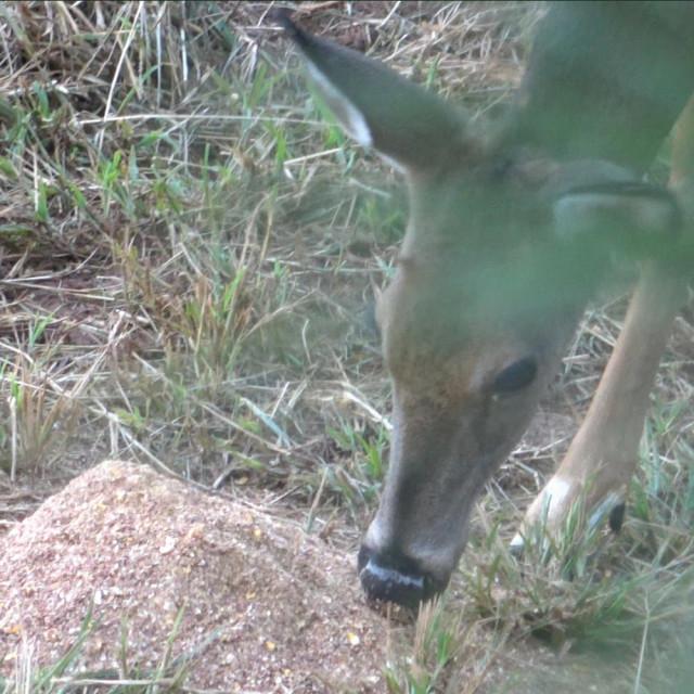 Realtree 4S Advanced Wildlife Solutions Draw Deer Attractant