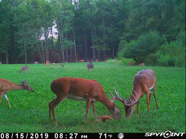 Realtree 4S Advanced Wildlife Solutions Plantler Everlast 8#