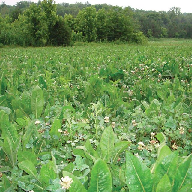 Realtree 4S Advanced Wildlife Solutions Plantler Everlast 8#