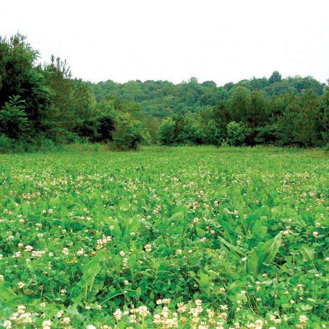 Realtree 4S Advanced Wildlife Solutions Plantler Everlast 8#