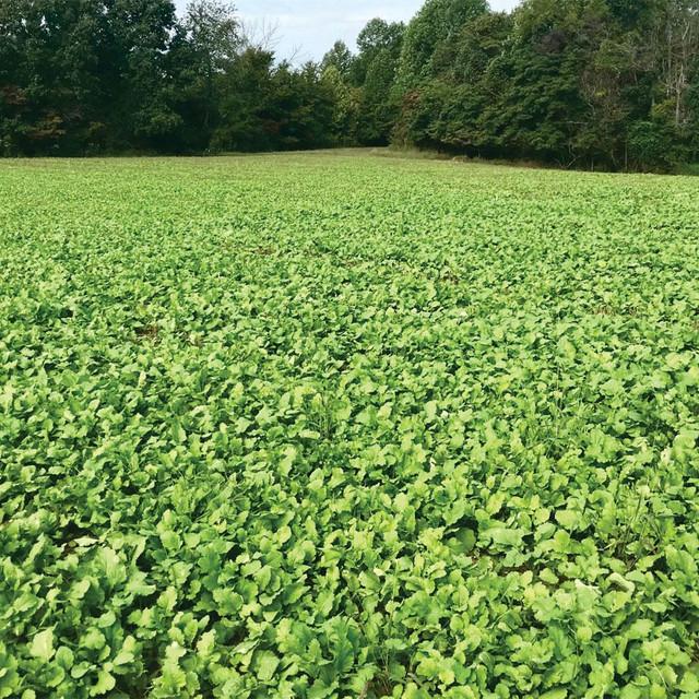 Realtree 4S Advanced Wildlife Solutions Plantler Forage Brassica