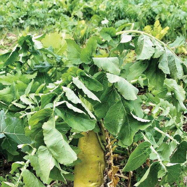 Realtree 4S Advanced Wildlife Solutions Plantler Forage Brassica