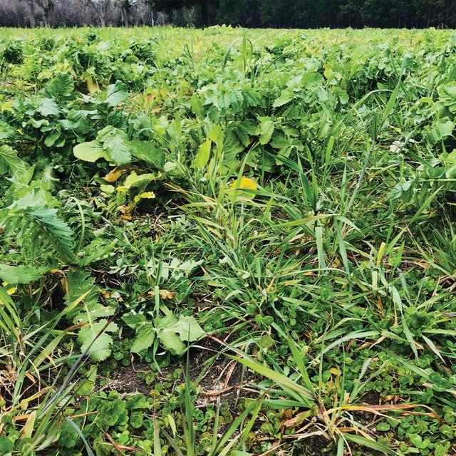 Realtree 4S Advanced Wildlife Solutions Plantler Forager Plus