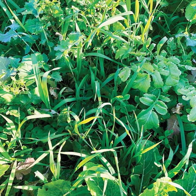 Realtree 4S Advanced Wildlife Solutions Plantler Forager Plus