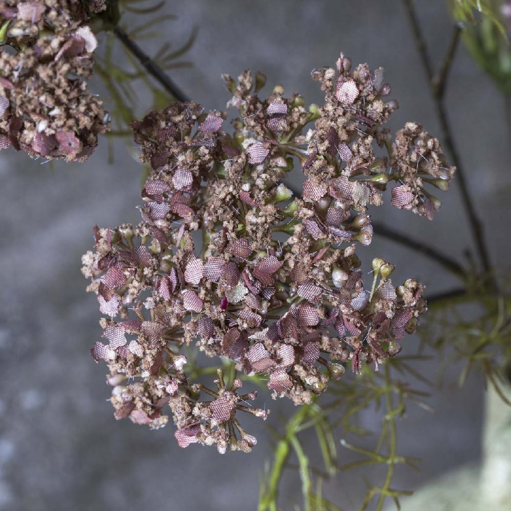 Reed & Barton Artificial Dill Flower Stem
