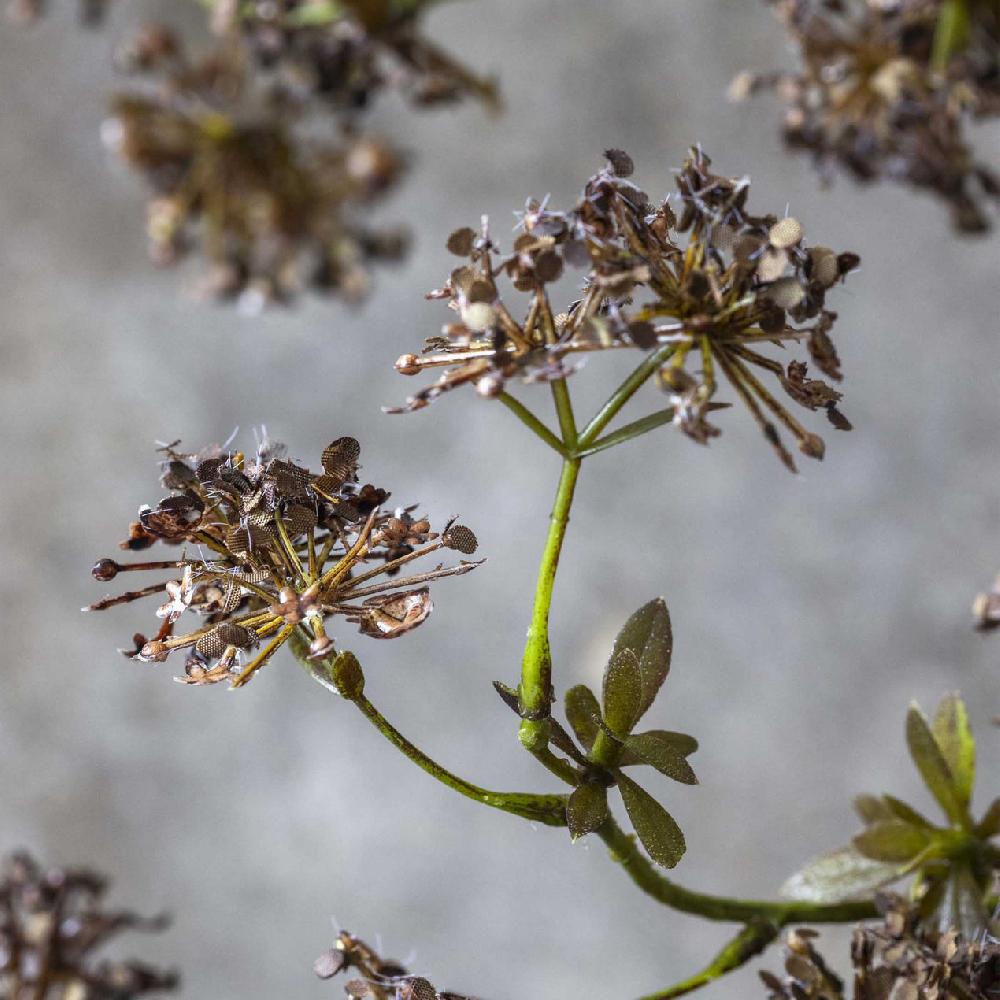Reed & Barton Artificial Hogweed Stem