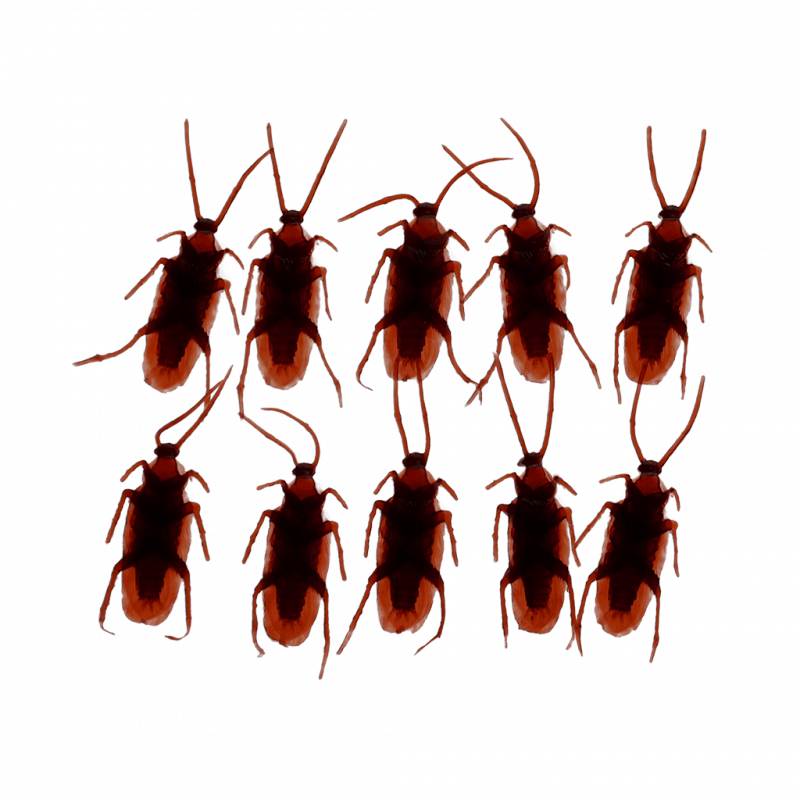Rex London Box Of 10 Cockroaches - Classic Jokes