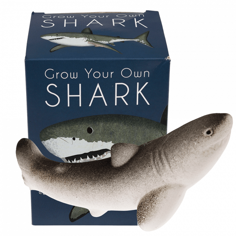 Rex London Giant Hatching Shark Egg - Sharks