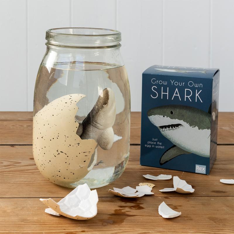 rex london Giant hatching shark egg - Sharks